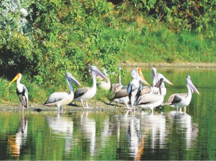 chennai river restoration trust